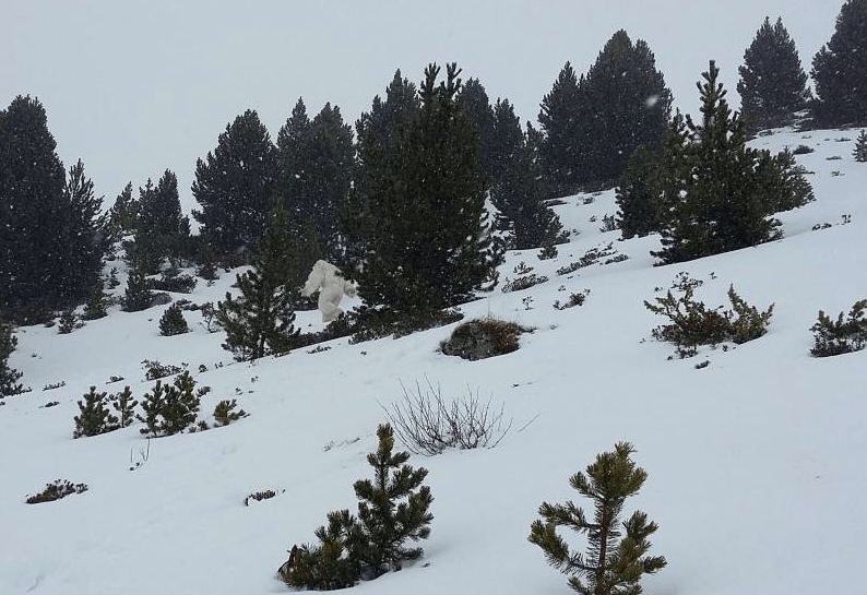 Yeti en Formigal